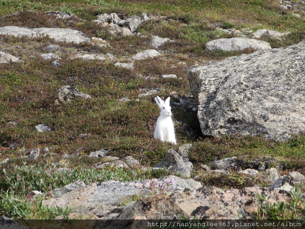 Arctic Rabbit