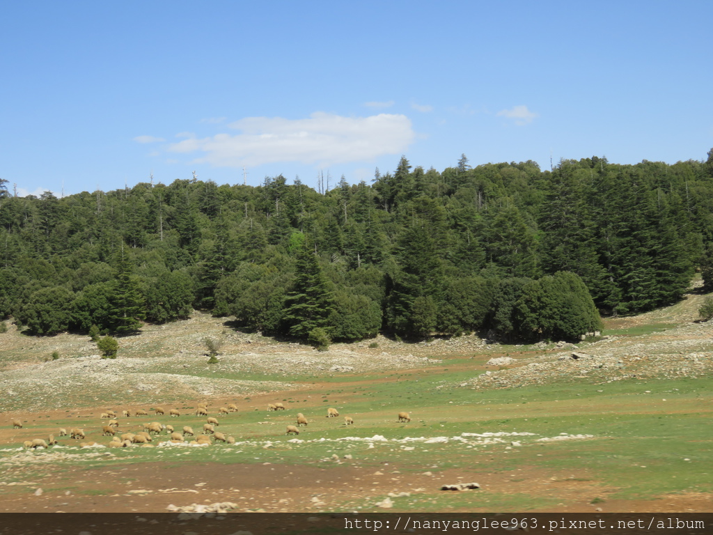 Sheep in Middle Atlas