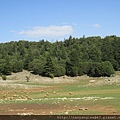 Sheep in Middle Atlas