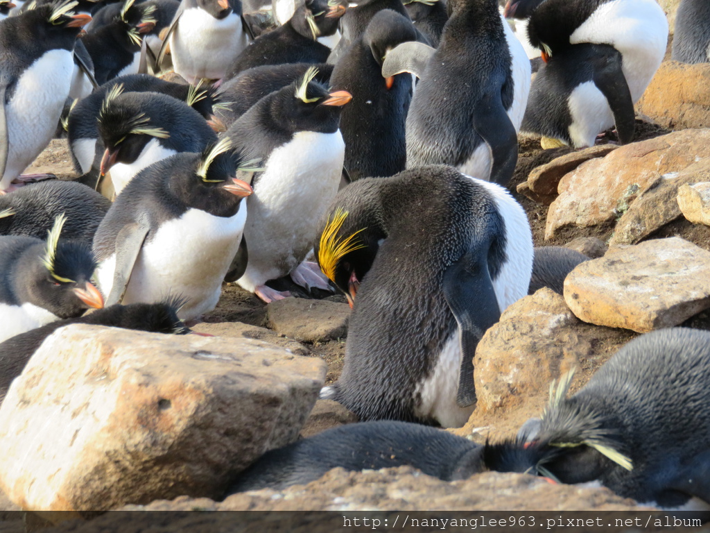 Macaroni Penguin