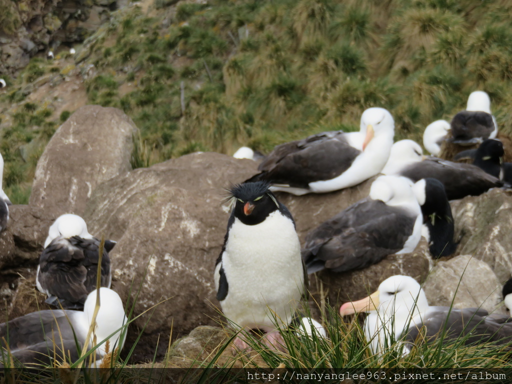 Rockhopper