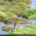 Magellanic Snipe 麥哲倫地鷸