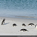 Magellanic Penguin and Gentoo Penguins
