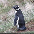 My Super Model Magellanic Penguin