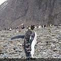 King Penguins at Fortuna Bay 