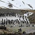 King Penguins at Fortuna Bay 