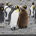 King Penguin and Her Baby