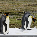 King Penguins at Fortuna Bay 