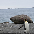 King Penguin and Elephant Seal