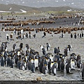 King Penguins at Fortuna Bay 