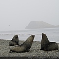 Fur Seals