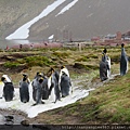 King Penguins at Stomness