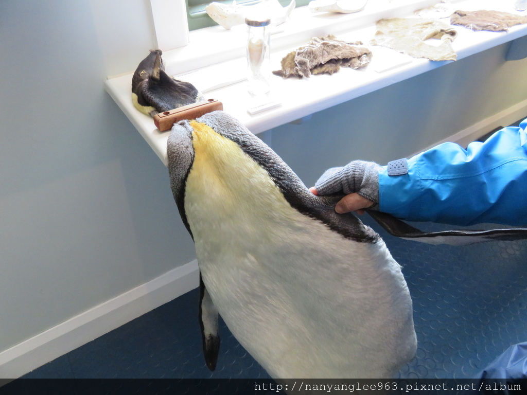 Skin of King Penguin