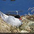 Tern