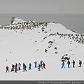 Snow Shoes and Chinstrap Penquins