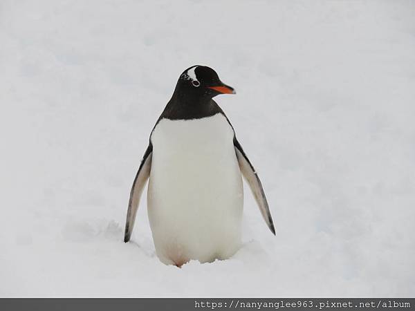 Gentleman Penguin