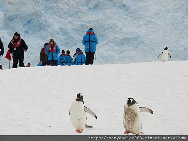 Gentleman Penguin