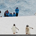 Gentleman Penguin