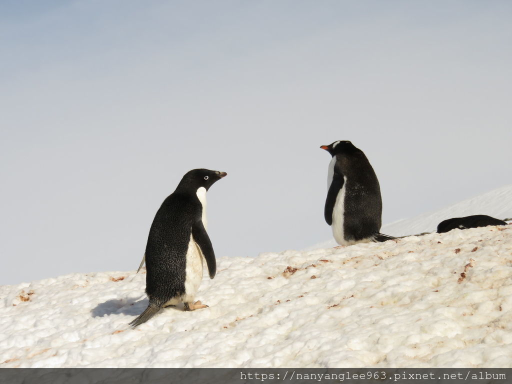 Adelie Penguin, Petermann Island