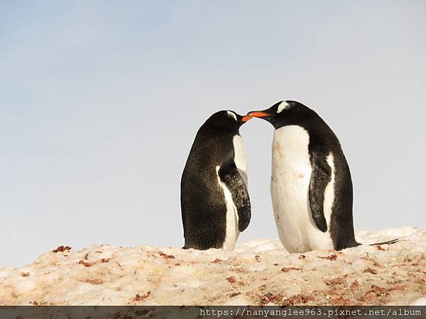 Gentoo Penguins, Petermann Island