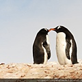 Gentoo Penguins, Petermann Island