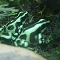 Green and black poison frog