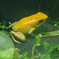 Black legged poison frog