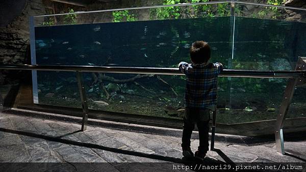 [親子旅遊] 屏東 萬里桐、海洋生物博物館、墾丁白沙灣海灘