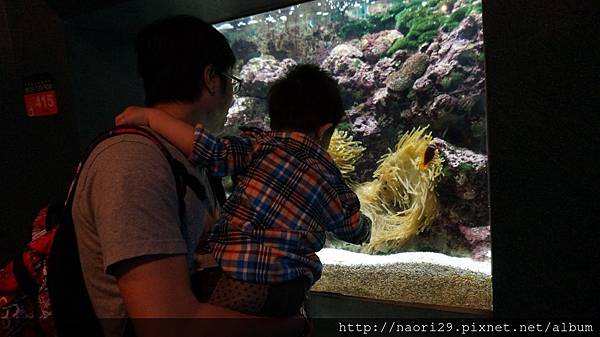 [親子旅遊] 屏東 萬里桐、海洋生物博物館、墾丁白沙灣海灘