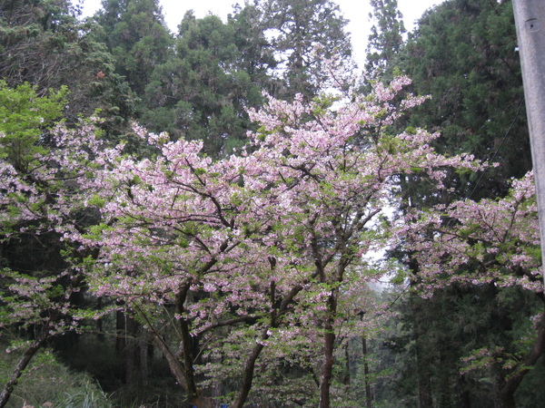 alishan 052.jpg