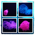 jelly fish