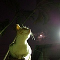 moon & cat