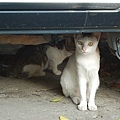 under the car