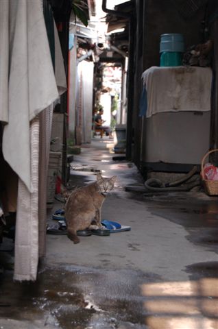 在巷中