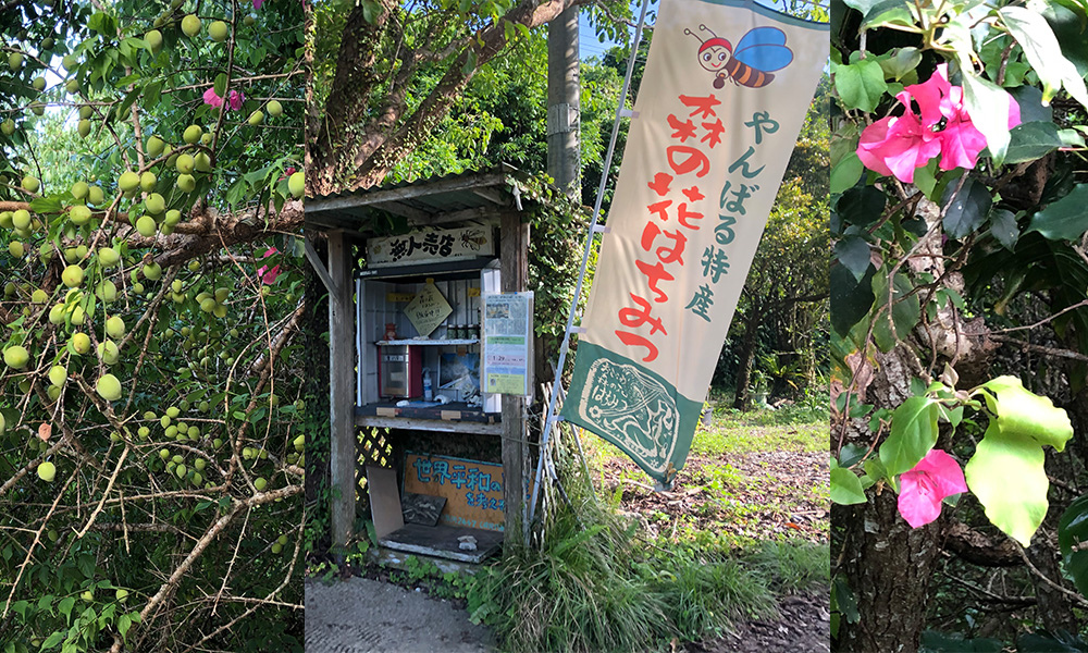 沖繩東村騎單車