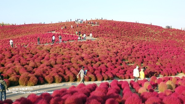 茨城國營海濱公園5.jpg