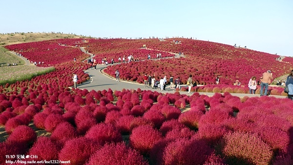 茨城國營海濱公園4.jpg