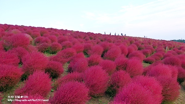 茨城國營海濱公園11.jpg