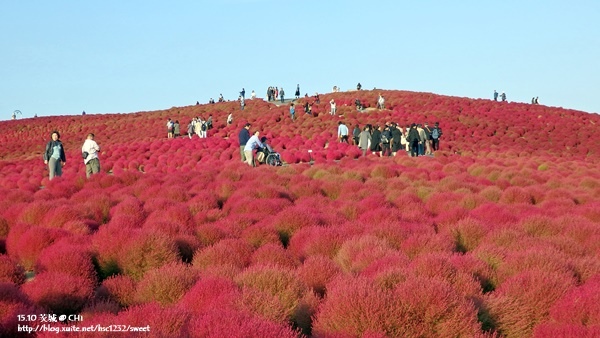 茨城國營海濱公園7.jpg