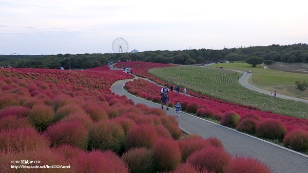 茨城國營海濱公園8.jpg