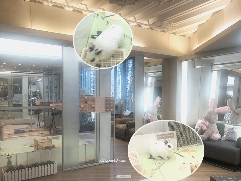綠萼159南法料理是間寵物友善餐廳，店內有4隻兔子