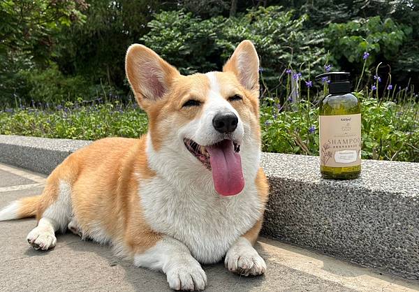 LINE_ALBUM_洗毛 牛_240423_3