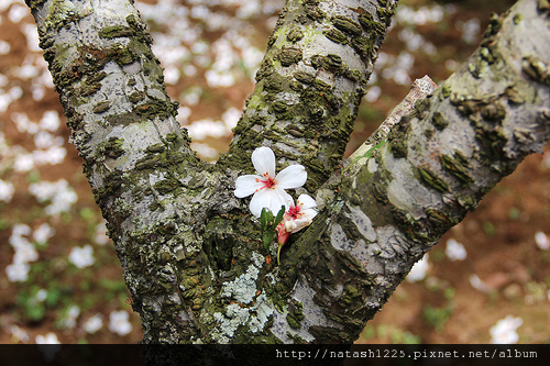 油桐花-3