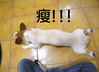 剃毛2