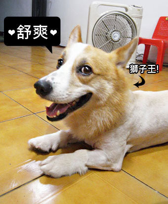 剃毛1
