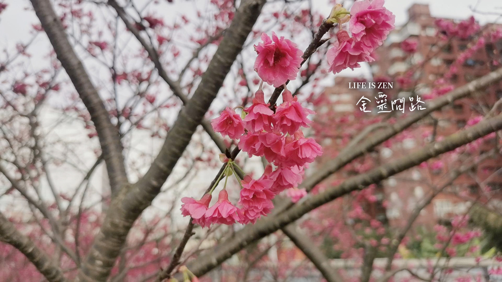 內湖樂活公園櫻花季｜2021年最新花訊｜賞櫻地圖、交通、地點、花語｜櫻花林綻放、美麗景點盡收眼裡！