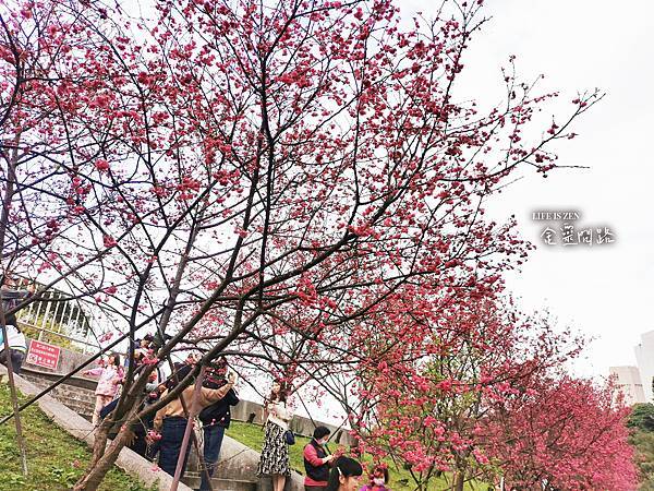 內湖樂活公園櫻花季｜2021年最新花訊｜賞櫻地圖、交通、地點、花語｜櫻花林綻放、美麗景點盡收眼裡！