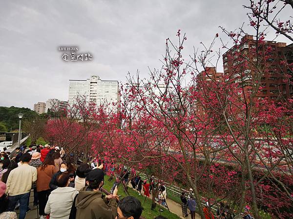 內湖樂活公園櫻花季｜2021年最新花訊｜賞櫻地圖、交通、地點、花語｜櫻花林綻放、美麗景點盡收眼裡！