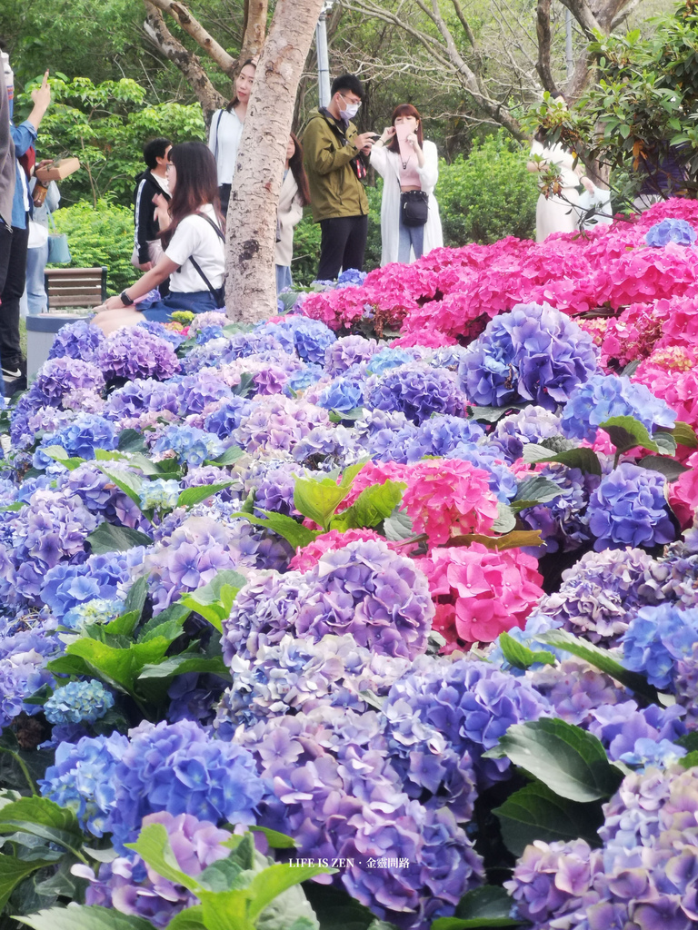 賞花踏青趣｜《大安森林公園》巨大花椰菜／繡球花／杜鵑花／薰衣草奔放大自然  (63).jpg