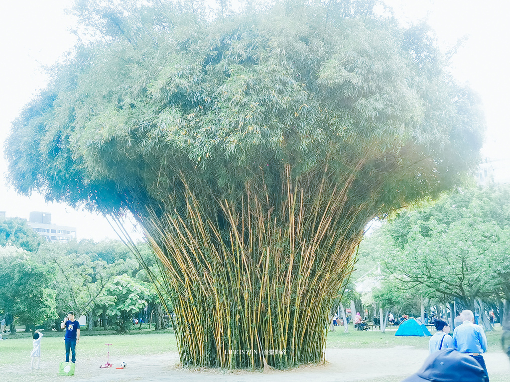 賞花踏青趣｜《大安森林公園》巨大花椰菜／繡球花／杜鵑花／薰衣草奔放大自然  (233).jpg